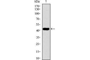 Western blot analysis using TUBB2A mAb against human TUBB2A recombinant protein. (TUBB2A antibody  (AA 25-187))