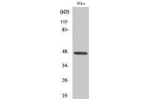 Western Blotting (WB) image for anti-Keratin 20 (KRT20) (C-Term) antibody (ABIN3180005) (KRT20 antibody  (C-Term))