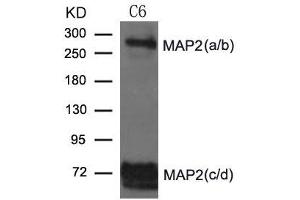 Western blot analysis of extract from C6 cells using MAP2 Antibody (MAP2 antibody)