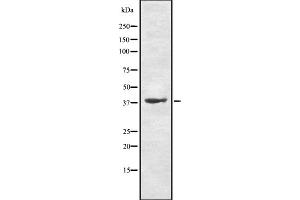 Western blot analysis of TAAR9 using HT-29 whole cell lysates (TAAR9 antibody  (N-Term))