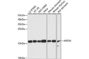 Western blot analysis of extracts of various cell lines, using Histone H3.