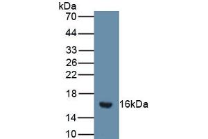 Detection of Recombinant SFRP5, Mouse using Polyclonal Antibody to Secreted Frizzled Related Protein 5 (SFRP5)