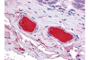 Human Small Intestine, Vessels: Formalin-Fixed, Paraffin-Embedded (FFPE) (C9 antibody)