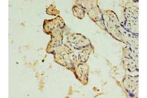 Immunohistochemistry of paraffin-embedded human placenta tissue using ABIN7150902 at dilution of 1:100