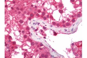 Human Testis: Formalin-Fixed, Paraffin-Embedded (FFPE) (SEC63 antibody  (AA 139-168))