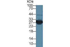 Western blot analysis of Mouse Kidney lysate, using Rabbit Anti-Mouse HMG1 Antibody (1 µg/ml) and HRP-conjugated Goat Anti-Rabbit antibody (abx400043, 0. (HMGB1 antibody  (AA 1-215))