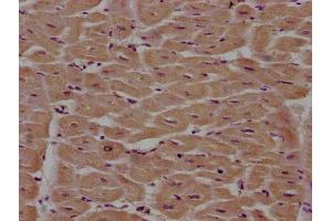 IHC image of ABIN7163226 diluted at 1:100 and staining in paraffin-embedded human heart tissue performed on a Leica BondTM system. (PITPNA antibody  (AA 1-270))
