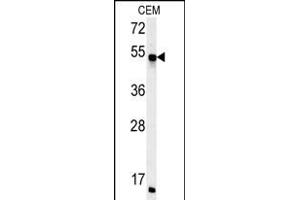 FKBP8 Antibody (Center) (ABIN652170 and ABIN2840576) western blot analysis in CEM cell line lysates (35 μg/lane). (FKBP8 antibody  (AA 199-226))