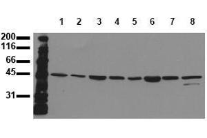 Western Blotting (WB) image for anti-Mitogen-Activated Protein Kinase Kinase 7 (MAP2K7) antibody (ABIN126842) (MAP2K7 antibody)