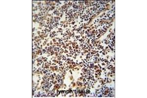 USF2 Antibody (Center) (ABIN652525 and ABIN2842353) immunohistochemistry analysis in formalin fixed and paraffin embedded human lymph tissue followed by peroxidase conjugation of the secondary antibody and DAB staining.