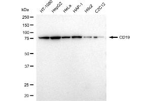 Western blotting analysis using CD19 antibody (ABIN7797954). (Recombinant CD19 antibody)
