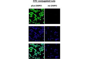 DMPO Immunofluorescence. (DMPO antibody)