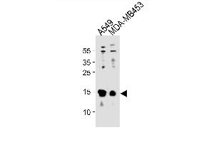 TXN Antibody (C-term) (ABIN1881960 and ABIN2843269) western blot analysis in A549,MDA-M cell line lysates (35 μg/lane). (TXN antibody  (C-Term))