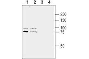 Western blot analysis of rat brain lysate (lanes 1 and 3) and mouse brain synaptosomal fraction (lanes 2 and 4): - 1,2.