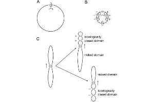 The hRad54 complex and plasmid DNA are indicated by the shaded oval and black line, respectively. (ATRX antibody  (AA 1-17))