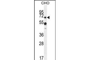 ZUFSP Antibody (N-term) (ABIN654610 and ABIN2844310) western blot analysis in CHO cell line lysates (35 μg/lane). (ZUFSP antibody  (N-Term))