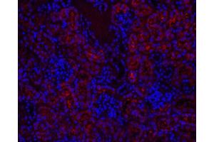 Immunofluorescence analysis of paraffin-embedded mouse kidney using CYCS Polyclonal Antibody at dilution of 1:500. (Cytochrome C antibody)