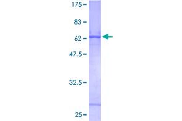 Cathepsin Z Protein (CTSZ) (AA 1-303) (GST tag)