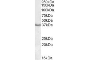 ABIN361191 (1µg/ml) staining of Human Liver lysate (35µg protein in RIPA buffer). (PON1 antibody  (Internal Region))