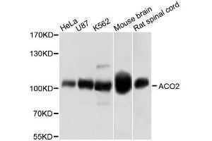 Western blot analysis of extracts of various cell lines, using ACO2 antibody. (ACO2 antibody  (AA 501-780))