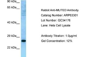 Western Blotting (WB) image for anti-Muted Homolog (MUTED) (C-Term) antibody (ABIN2789438) (MUTED antibody  (C-Term))