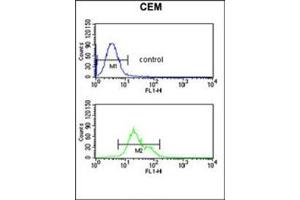 Flow Cytometric analysis of CEM cells using SLC39A8 Antibody (Center) Cat. (SLC39A8 antibody  (Middle Region))