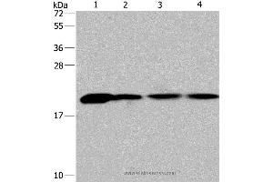 Western blot analysis of Human fetal liver tissue and 293T cell, human liver cancer tissue and hela cell, using PPIB Polyclonal Antibody at dilution of 1:450 (PPIB antibody)