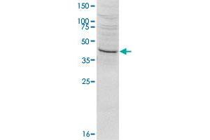 Western blot was performed on HeLa nuclear extract (HeLa NE, 20 ug) using SETD8 polyclonal antibody  at dilution 1 : 1000 in TBS-Tween + 5% skimmed milk. (SETD8 antibody  (N-Term))
