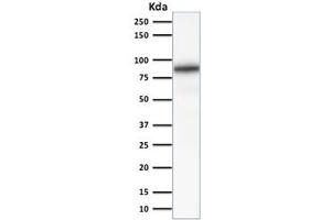 Western blot testing of human kidney lysate with Calnexin antibody (clone CANX/1541).