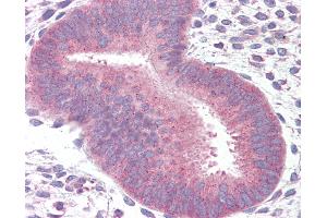 Anti-14-3-3 antibody IHC of human uterus. (14-3-3 theta antibody  (C-Term))