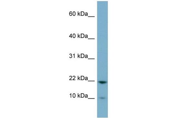 DESI1 antibody  (Middle Region)