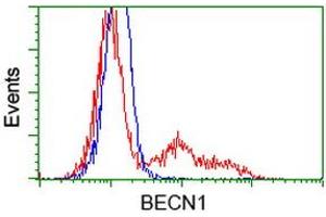 Image no. 2 for anti-Beclin 1, Autophagy Related (BECN1) antibody (ABIN1496870) (Beclin 1 antibody)