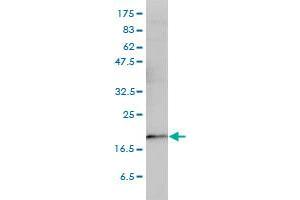 PTGES3 antibody  (AA 1-161)
