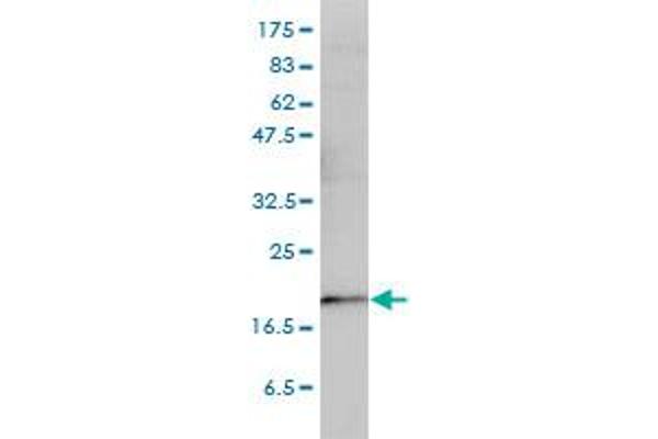 PTGES3 antibody  (AA 1-161)