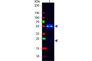 Western Blot of Fluorescein conjugated Donkey anti-Rabbit IgG secondary antibody. (Donkey anti-Rabbit IgG (Heavy & Light Chain) Antibody (FITC) - Preadsorbed)