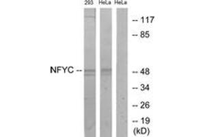 Western Blotting (WB) image for anti-Nuclear Transcription Factor Y, gamma (NFYC) (AA 1-50) antibody (ABIN2890476) (NFYC antibody  (AA 1-50))