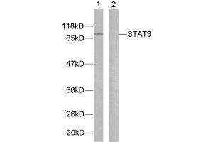 Western blot analysis of extracts from K562 cells using STAT3 (Ab-705) antibody (E021045). (STAT3 antibody)