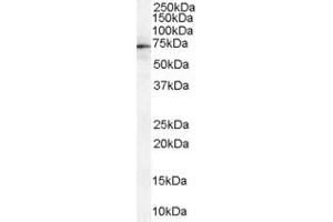 ABIN185666 (1µg/ml) staining of Human Spleen lysate (35µg protein in RIPA buffer). (Moesin antibody  (Internal Region))