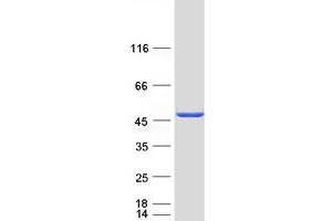 Validation with Western Blot (PSMD11 Protein (Myc-DYKDDDDK Tag))