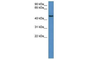 HAUS8 antibody used at 0. (NYS48/HAUS8 antibody  (N-Term))