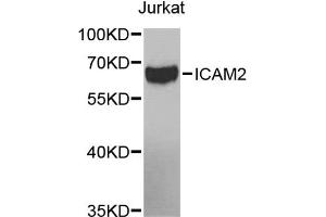 Western blot analysis of extracts of Jurkat cells, using ICAM2 antibody (ABIN5971070) at 1/1000 dilution. (ICAM2 antibody)
