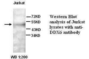Image no. 1 for anti-DEAD (Asp-Glu-Ala-Asp) Box Polypeptide 6 (DDX6) antibody (ABIN790898) (DDX6 antibody)
