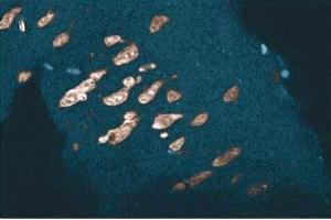 Immunohistochemical staining of a rabbit cerebrum section. (Annexin a1 antibody  (AA 1-346))