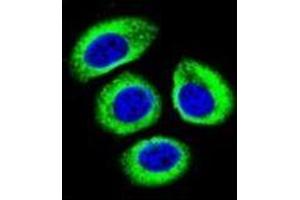 Confocal immunofluorescent analysis of LRP12 / ST7 Antibody (C-term) Cat. (LRP12 antibody  (C-Term))