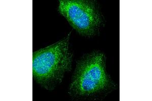 Immunofluorescent analysis of 4 % paraformaldehyde-fixed, 0. (MKRN2 antibody)