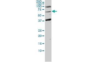 ASPSCR1 monoclonal antibody (M01), clone 3D10-1D11 Western Blot analysis of ASPSCR1 expression in Hela NE