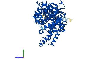 AlphaFold protein structure predicition of Human Recombinant CYP2A6 Protein, UniprotID P11509 (CYP2A6 Protein (AA 1-494) (His tag))