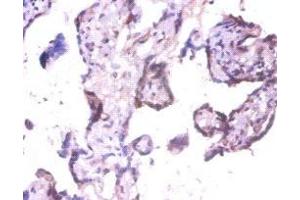 Immunohistochemistry of paraffin-embedded human placenta tissue using ABIN7152313 at dilution of 1:100