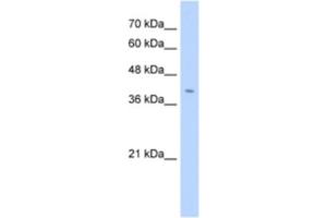 Western Blotting (WB) image for anti-Fibronectin Type III Domain Containing 3B (FNDC3B) antibody (ABIN2463291)