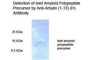 Rat pancreas tissue homogenate on 15 % Tricine_PAGE (reduce condition) Primary Antibody 1:500 (Amylin/DAP antibody  (AA 1-13))